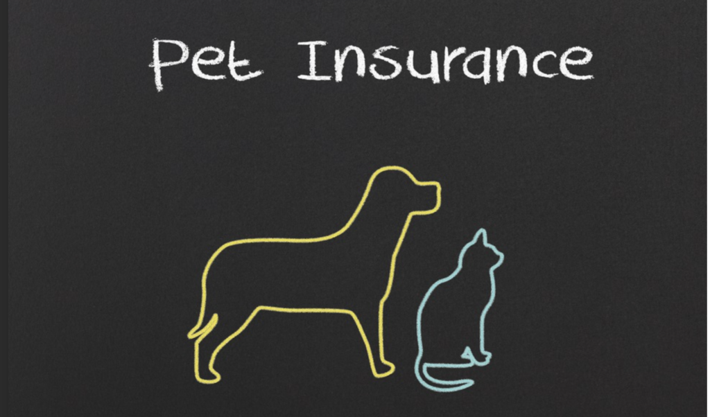 Do you save money with pet insurance